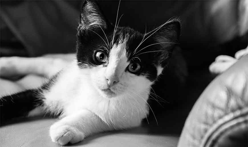 How to take the best kitten pictures