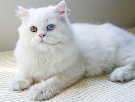 Persian cat as pet