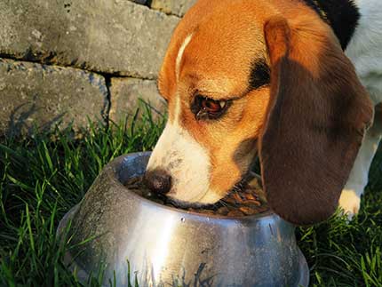 Puppy Nutrition Mistakes