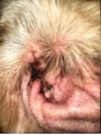 Homemade-Dog-Ear-Cleaner