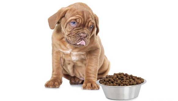 Top Rated Hypoallergenic Dog Food