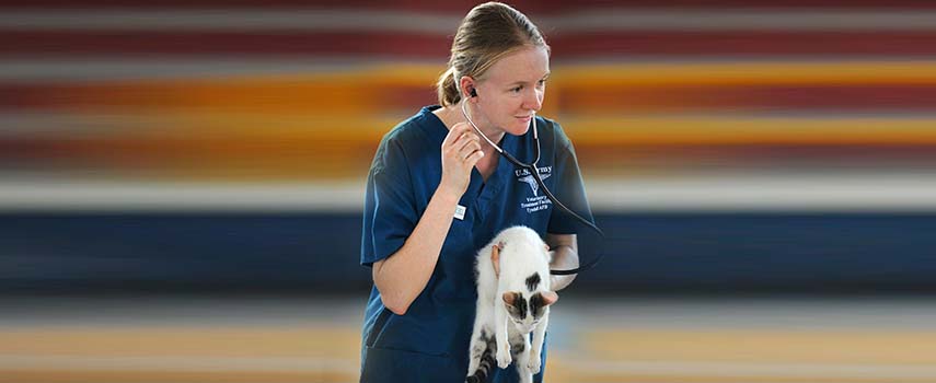 Tips to Take Care of Your Cat