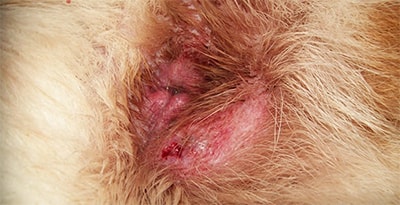 Anal Gland Abscesses In Dogs and cats