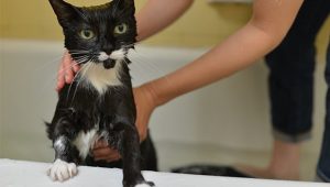 Do Cats Need Baths? How Often Should I Bathe My Cat?
