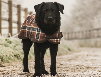 How to Keep Outside Dogs Warm in the Winter How to Keep Outside Dogs Warm in the Winter