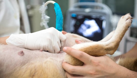 How long can a dog live with mammary cancer?