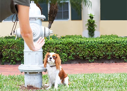 How to be a responsible dog owner