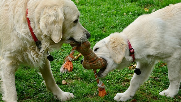 Best chew toys for golden retriever puppies
