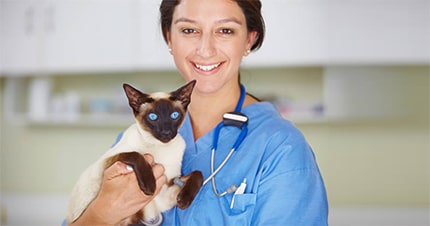 Siamese Cats health checkup Cost