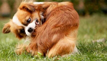 Pests That Drive Pets Crazy