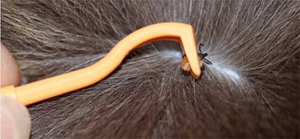 Pests That Drive Pets Crazy