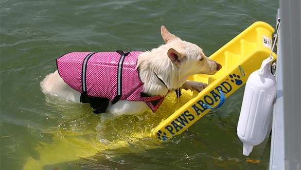 Floating Dog Ramp for Pontoon Boat