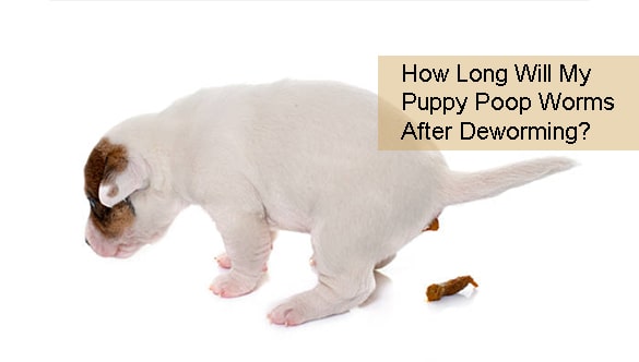 How Long Will My Puppy Poop Worms After Deworming?