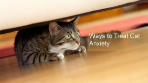 Stunning Cat Anxiety And Stress Relief Programs image