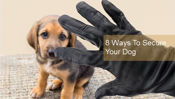 Is Dognapping On The Rise? 8 Ways To Secure Your Dog