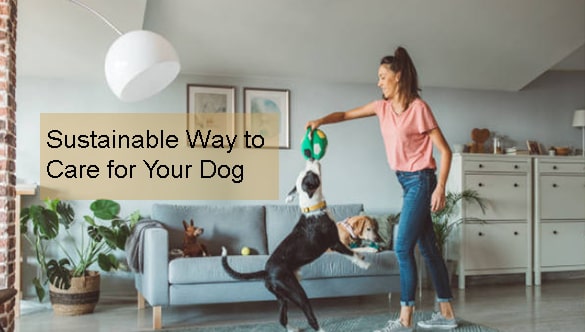 Sustainable Way to Care for Your Dog