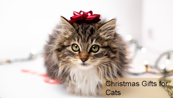 Say “Meowy Christmas” with These Purrfect Presents