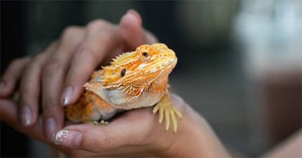 How To Care For Your Pet Bearded Dragon