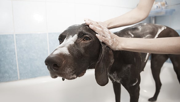 Bath Time Blues: How Often Should You Shampoo Your Furry Friend?
