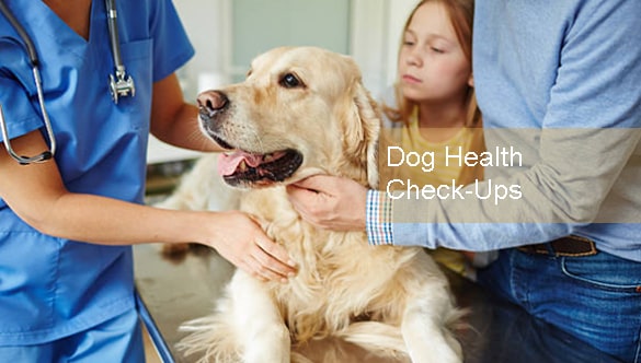 The Importance of Regular Dog Health Check-Ups