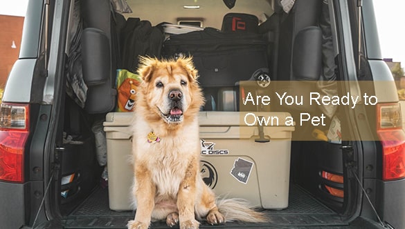 Tips & Tricks for Traveling with your Pet